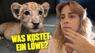 Undercover in Albanien: Können wir einen Löwen kaufen?