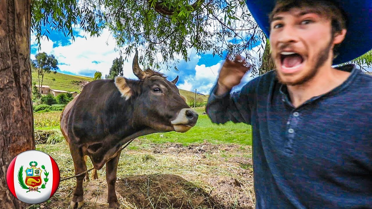 RIDING WILD BULLS (Police Come)
