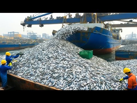 100 Tons of Fish and King Crab Are Caught - The Most Dangerous Job on Earth for American Fishermen