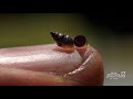 Invasive Species and Their Impact