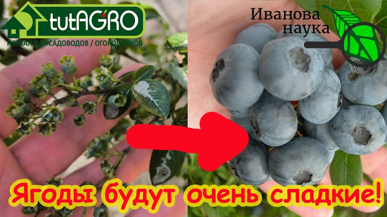 Чем кислее, тем слаще! Всего 1 подкормка голубики даст море урожая сладких насыщенных вкусом ягод.