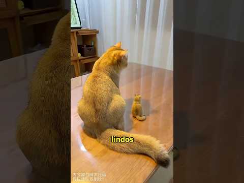 What should I do if my cat has too much hair#animals #cat