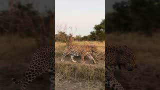 Watch This Magnificent Male Leopard Pass By!