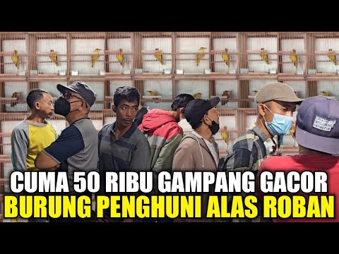 MEWAH ASLI HUTAN ! BURUNG ANTIK PENGHUNI ALAS ROBAN PALING DICARI TERNYATA CUMA SEGINI HARGANYA