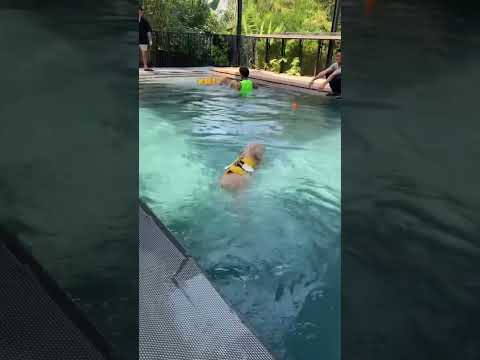 Summer + swimming = perfect combo!☀️💦#dogs #dog #funnydogs #fyp #foryou #pet #pets
