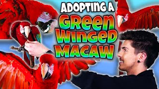 I Adopted a Green Winged Macaw! MEET CLEO! 🦜