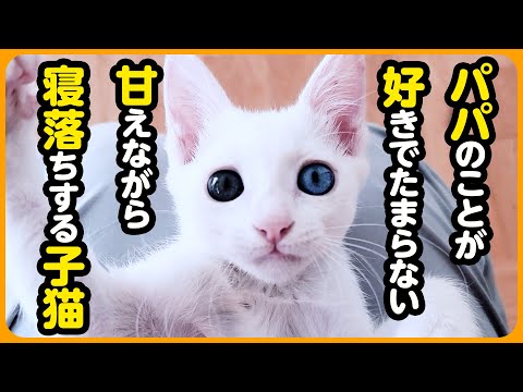 【ねねちゃん】超絶甘えん坊の子猫、お膝の上で寝落ちする