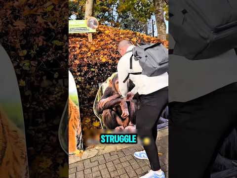 Zoo Strength Test 🦍