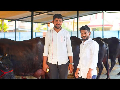 बुलढाणा | 21 लिटर दूध देणारी म्हैस कमी किमतीत कुठे मिळते? | Dairy Farming in Maharashtra #buffalo