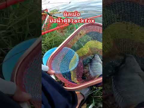 นิลเบ้อบ่อตกปลาน้าตู่Blackfoxหลิวอินดี้ชิงหลิวตกปลานิลตกชิงห หลิวอินดี้ นิลเบ้อบ่อตกปลาน้าตู่Blackfoxหลิวอินดี้ชิงหลิวตกปลานิลตกชิงห