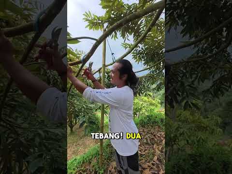 Prunning pohon durian