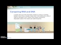 Transcription and RNA Functions