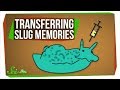 Understanding Memory Transfer and Cognitive Benefits of Breathing