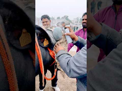Ramjhol Bole Gi | Masoom Sharma | Sheenam Katholic | Kay D | Aarohi | New Haryanvi Song #shorts
