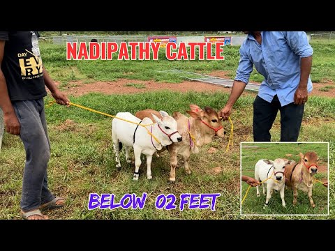 Friendly Nadipathy Cows | 01-02 Feet Cows | #viral #shorts #yt #reels #abudabi #usa #canada #uae