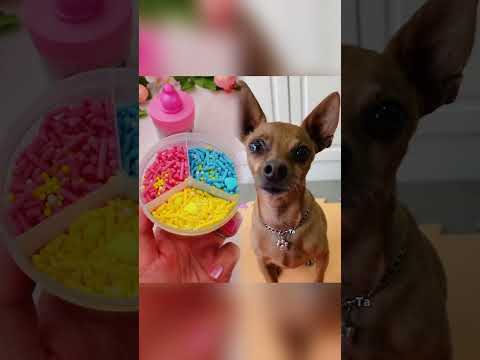 Ensine-o a dizerr o próprio nomeEnsine-o a dizer o próprio nome 😂 #cachorro #tpet