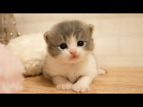 Cute Baby Cat| Funny Animals 2024