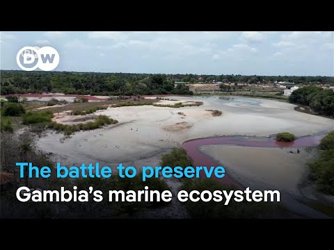 YouTube video thumbnail: Gambia’s Fight to Save Its Seas and Wildlife