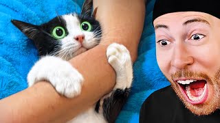 Cute Animal Videos That Will Make Your Day Better