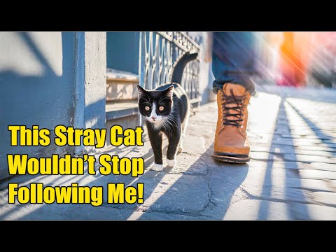 A Stray Cat Follows Me Through the Streets – Unexpected Bond! Lucky Paws