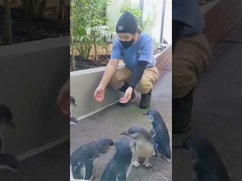Reunited and it feels so good  😭 #pet #foryou #funny #animals