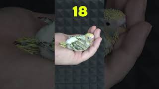 Muhabbet Kuşu Yavrusu 35 Günlük Gelişimi #shorts