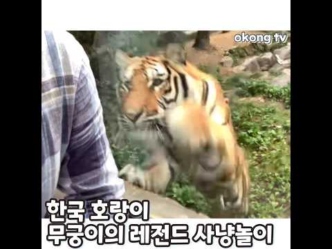 호랑이에게 등을 보이면 안 되는 이유😱