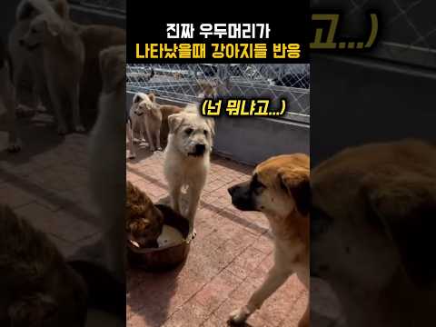강아지 사이에서 진짜 서열1위가 나타나면 생기는일 #강아지