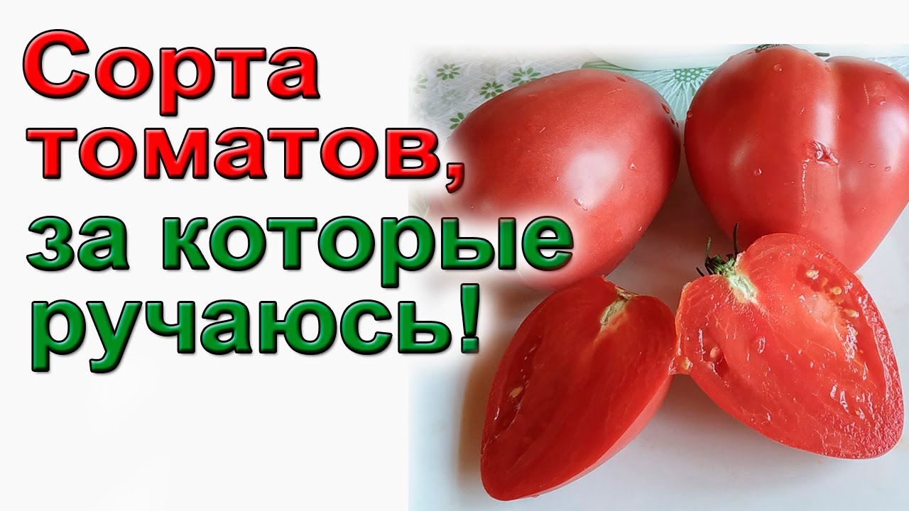 Каталог томатов для начинающих- не капризных, урожайных, вкусных. На 2023 год