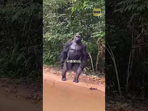 100명이 덤비면 고릴라를 이길수 있을까?