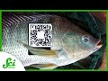 Sustainable Fisheries and Technology