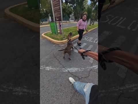 Mi pitbull se iba a comer un perrito 😂