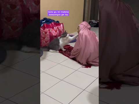 Kucing isengin orang shalat bikin ngakak 😆😆 #shortcat
