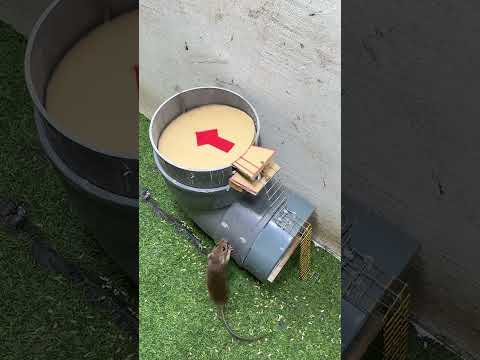 Easy mouse trap/The best mousetrap from cardboard #rat #mouse #mousetrap #rattrap