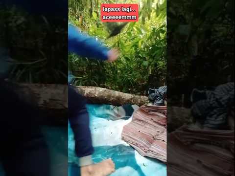#sulingsakti #burung #burungkicaudialamliar #pikatbeo #birds