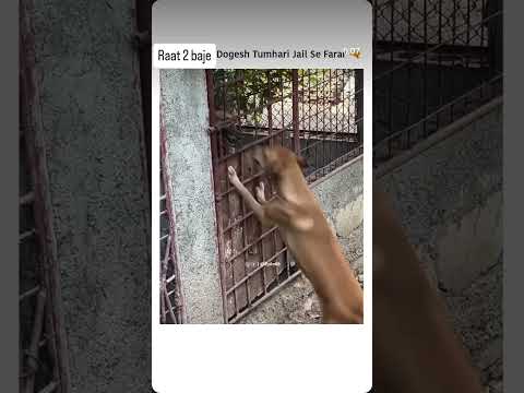 Raat2 bje dogesh tumari jail se farar #viral #viralvideo