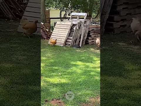 the chicken jumps in the air as the dog creeps up on her! 🤣🤣🥰 #tiktokvideo #cutest #2023