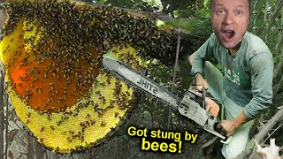 Found a HUGE WILD BEES HIVE 🐝BITTEN RIGHT ON A TREE ☠️ FEVER and HALLUCINATIONS FROM BITES