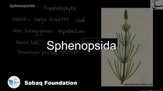 Sphenopsida