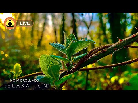 &#128308;&#160;Relaxing Music 24/7, Meditation, Sleep Music, Calm Music, Healing, Study, Sleep, Forest Sounds