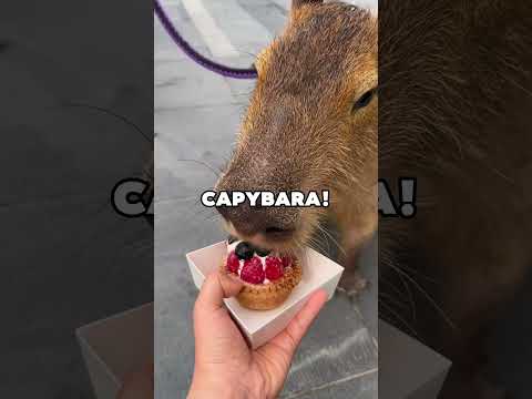 MOST SPOILED CAPYBARA! #pets #animals #cuteanimal #capybara