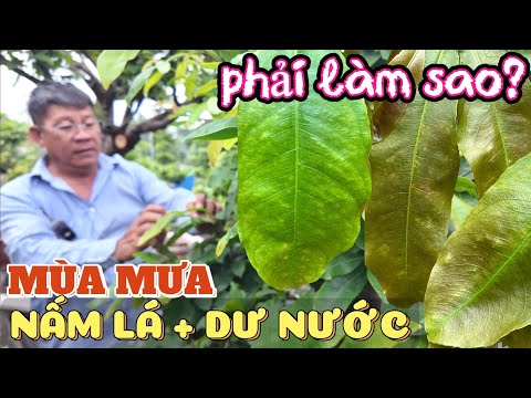 Mai vàng mùa mưa bị nấm lá vàng lá gân xanh, dư nước? Út Đực chỉ mẹo khắc phục cực hay với thuốc này