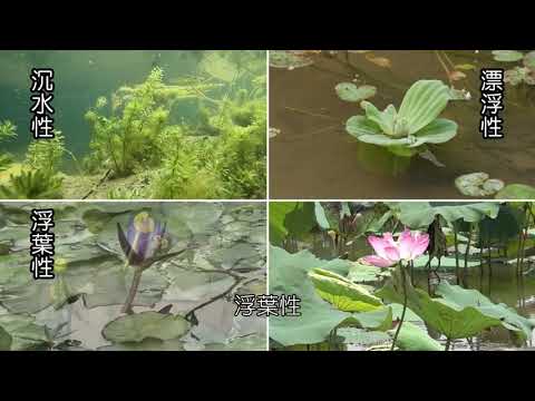 水生植物的類型 - YouTube(2:26)