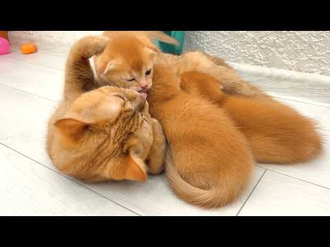 Playful kittens: running around and snuggling up for milk with mom!