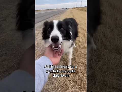 Adopté a Este Perro Abandonado