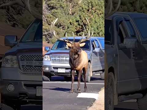 Elk: The Urban Dwellers