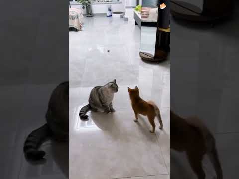 funny animals #shortvideo #shorts