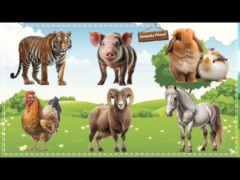 Cute Little Animals Making Funny Sounds: Tiger, Pig, Hamster, Hen, Mountain Goat, Horse