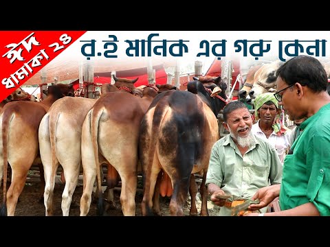1037- এবার দেখুন র.ই মানিক এর কোরবানীর ষাড় গরু কেনার মজার ভিডিও। R.I.Manik.Chitrapuri Krishichitra