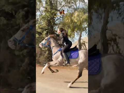 استمتع صوت الطرب ##shorts #horse #cheval# #horseriding #germany #india#uzbekistan #unitedstates